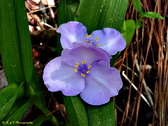 {Tradescantia ernestiana}